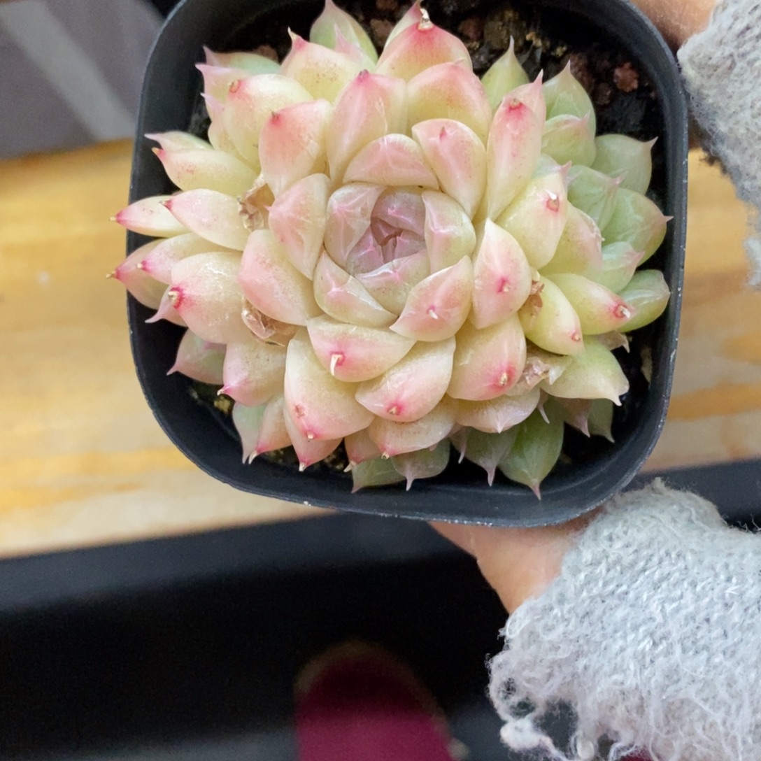 精品多肉一物一拍不包整228