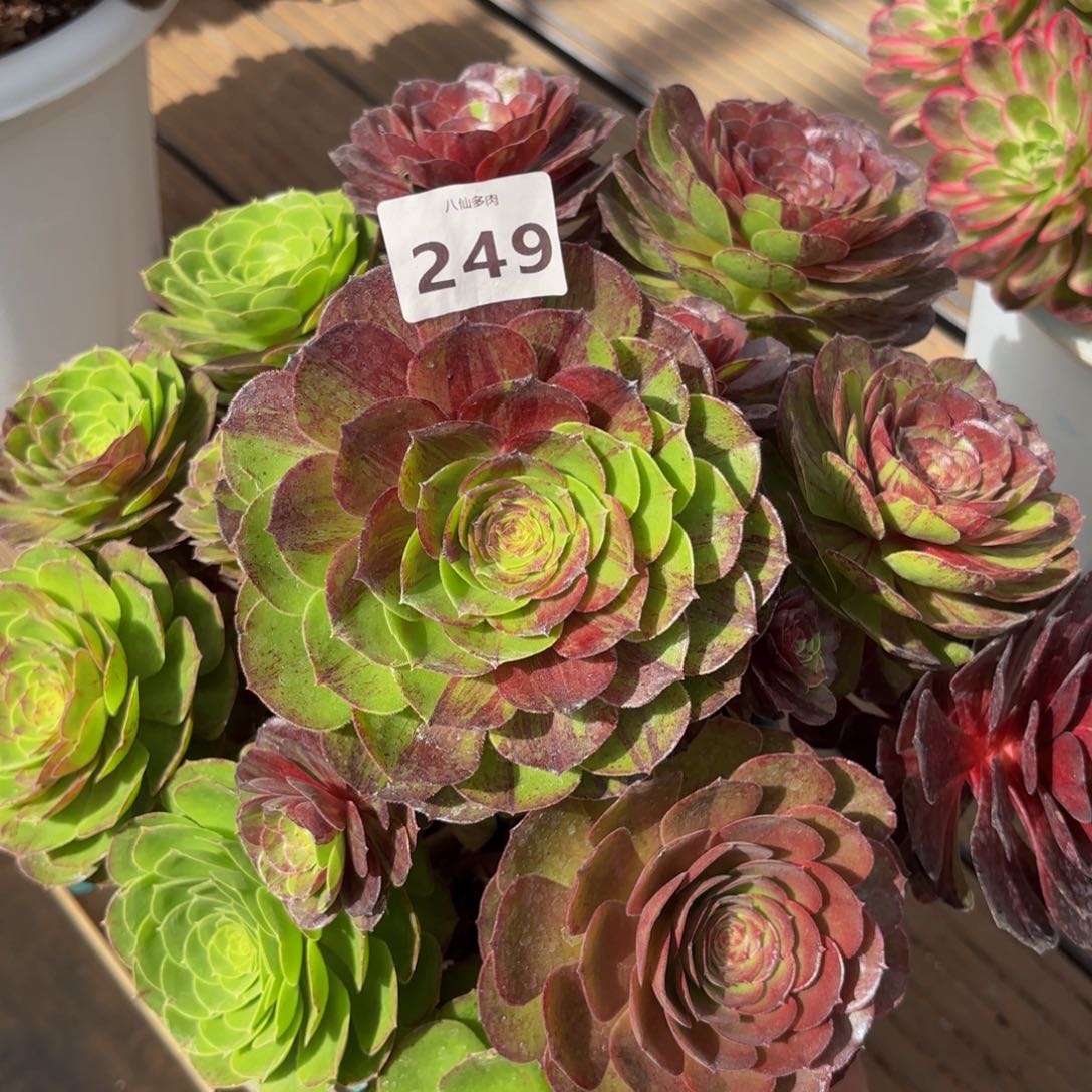 249多肉植物花月夜