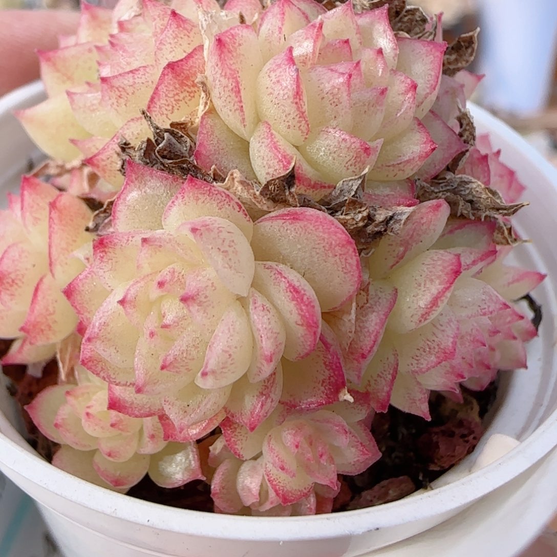 花语多肉0104-259散