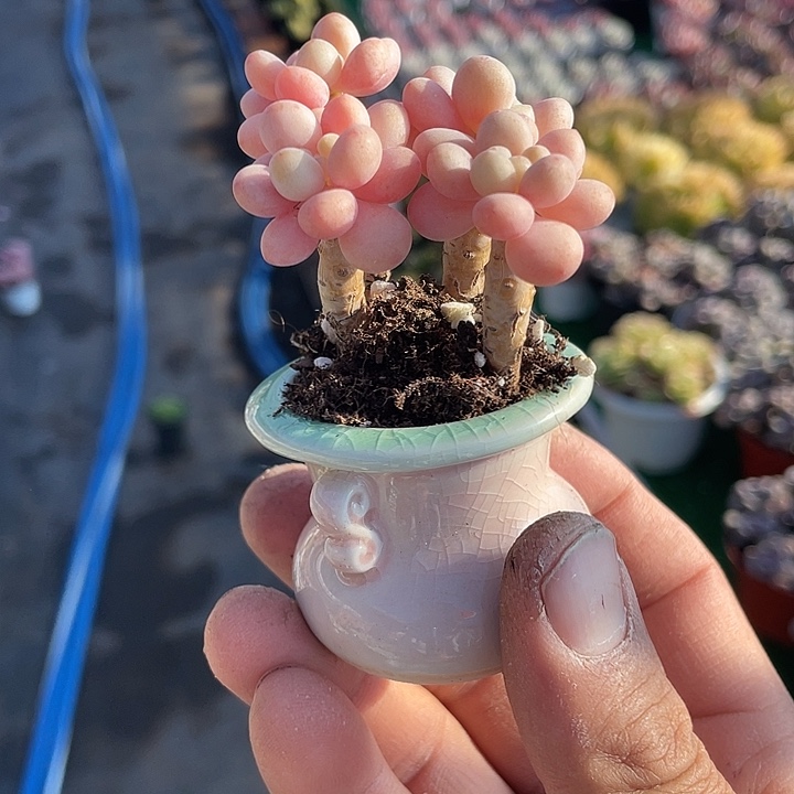 洛可可小老桩陶瓷盆