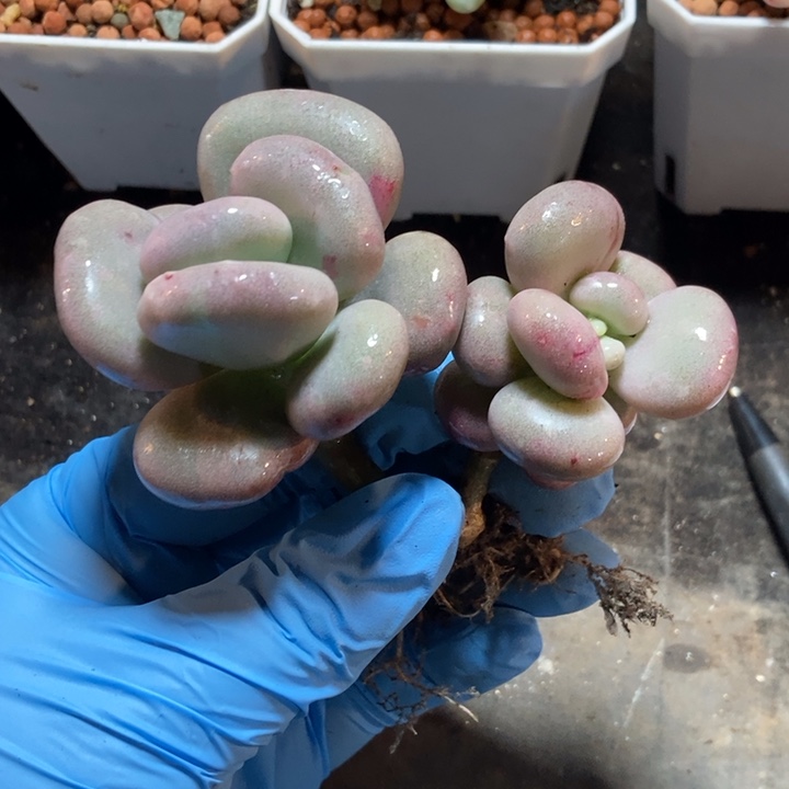 油煎丸子锦多肉植物