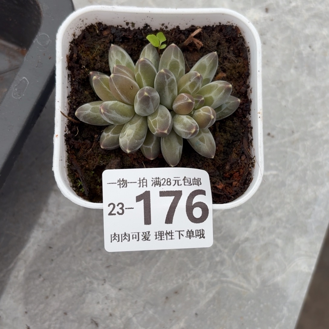 南非钻石无盆土发货无盆