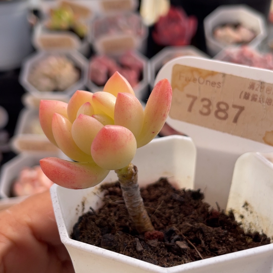 春萌7387-3.5厘米