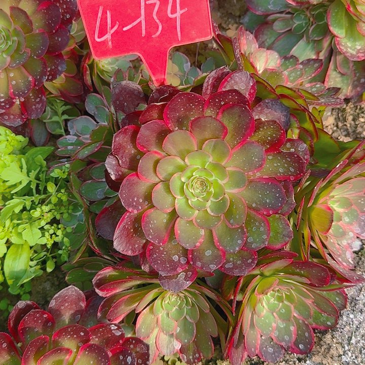 4-134粉花妖多肉法师