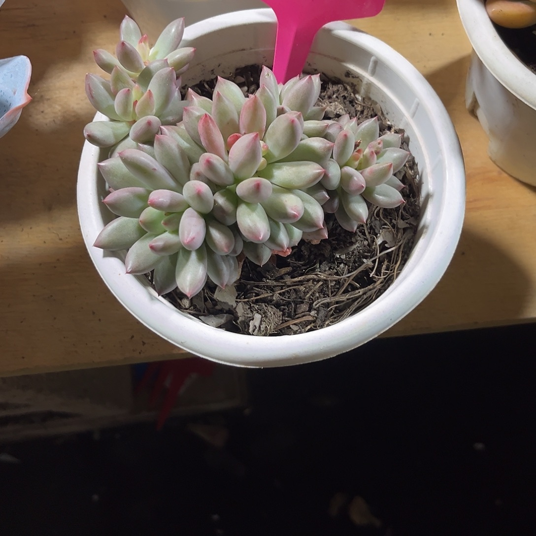 青***桔000000000000000003062