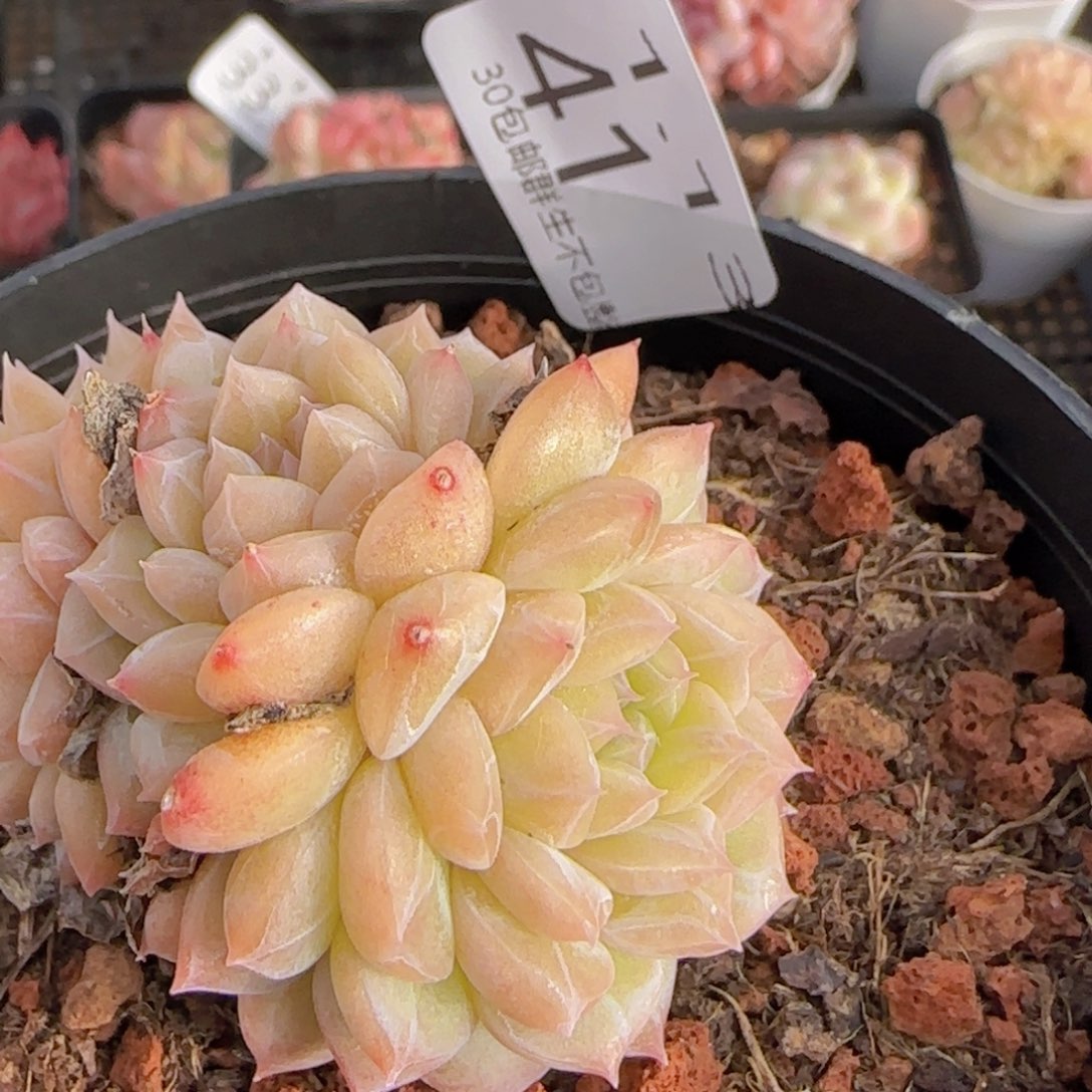 黄透明月心老母本一颗