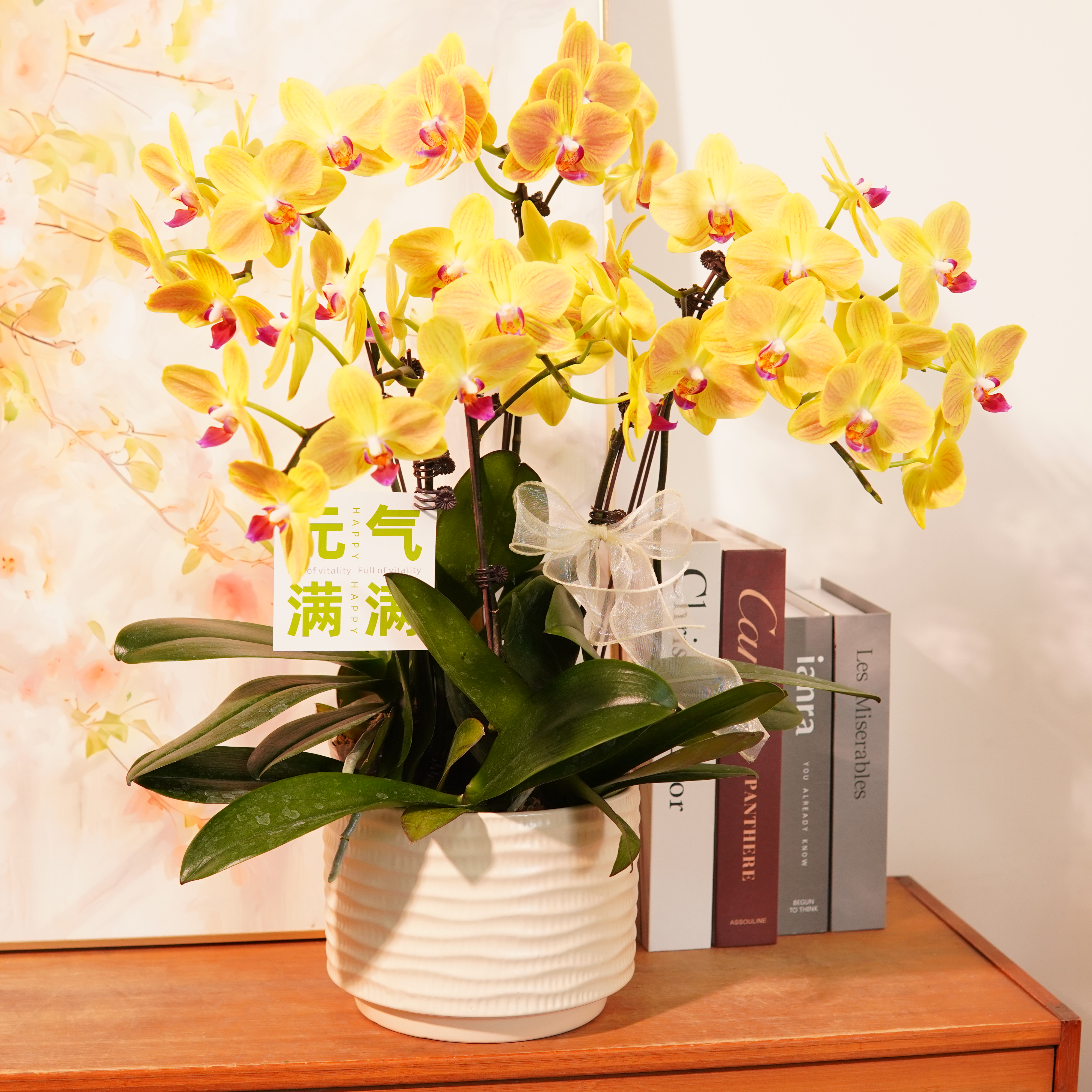 妗画自营【金吉利】蝴蝶兰鲜花精致组盆 开花株 室内绿植基地直发
