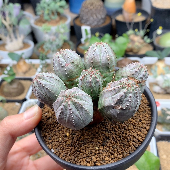 子吹布纹球群生带盆