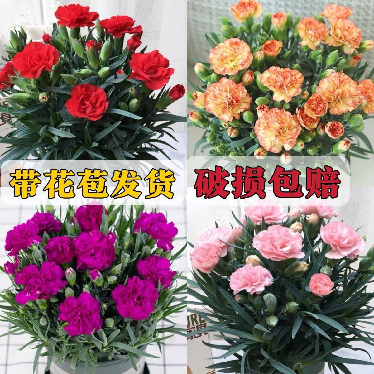 【康乃馨12cm盆】盆栽带花苞四季开花室内阳台客厅好养活绿植花卉