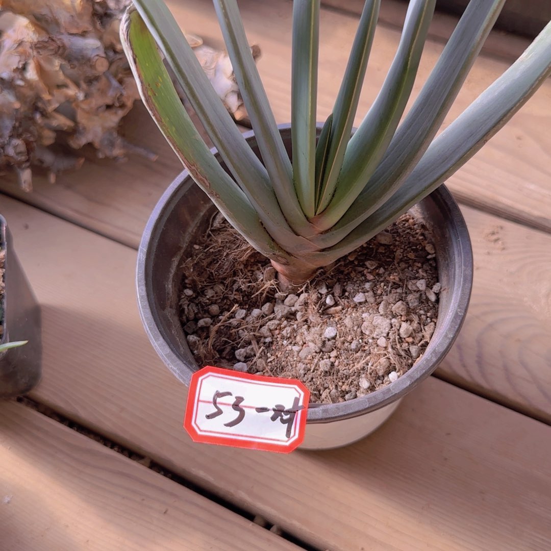黄***河块根植物块根植物