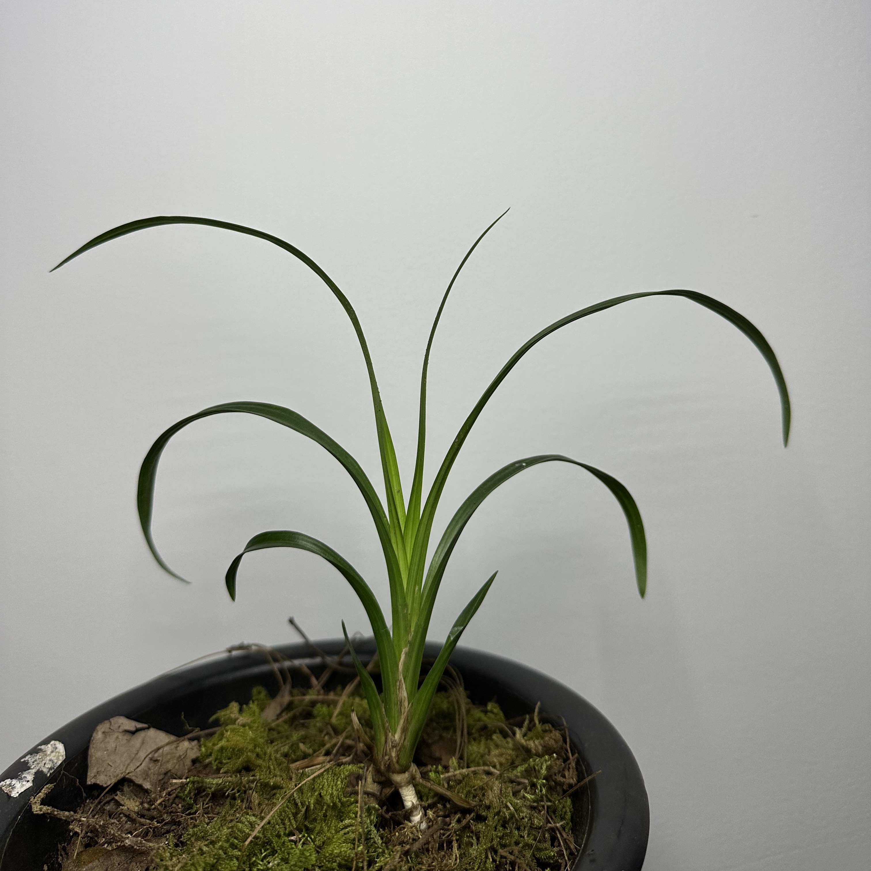 春兰，绿兰，送春，兔耳兰虎头兰，石斛兰……等绿植（直播间一物一拍）