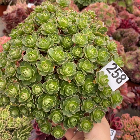 树玫瑰多肉植物法师不包损