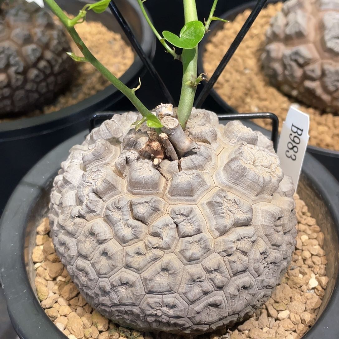 983日系密甲龟905公分