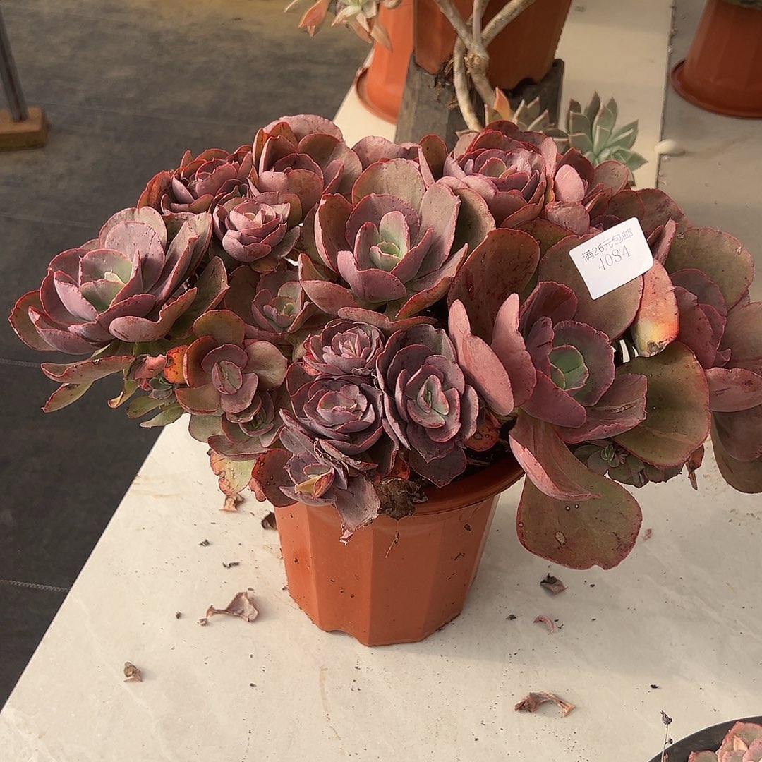 花***）4084初吻多肉植物多肉