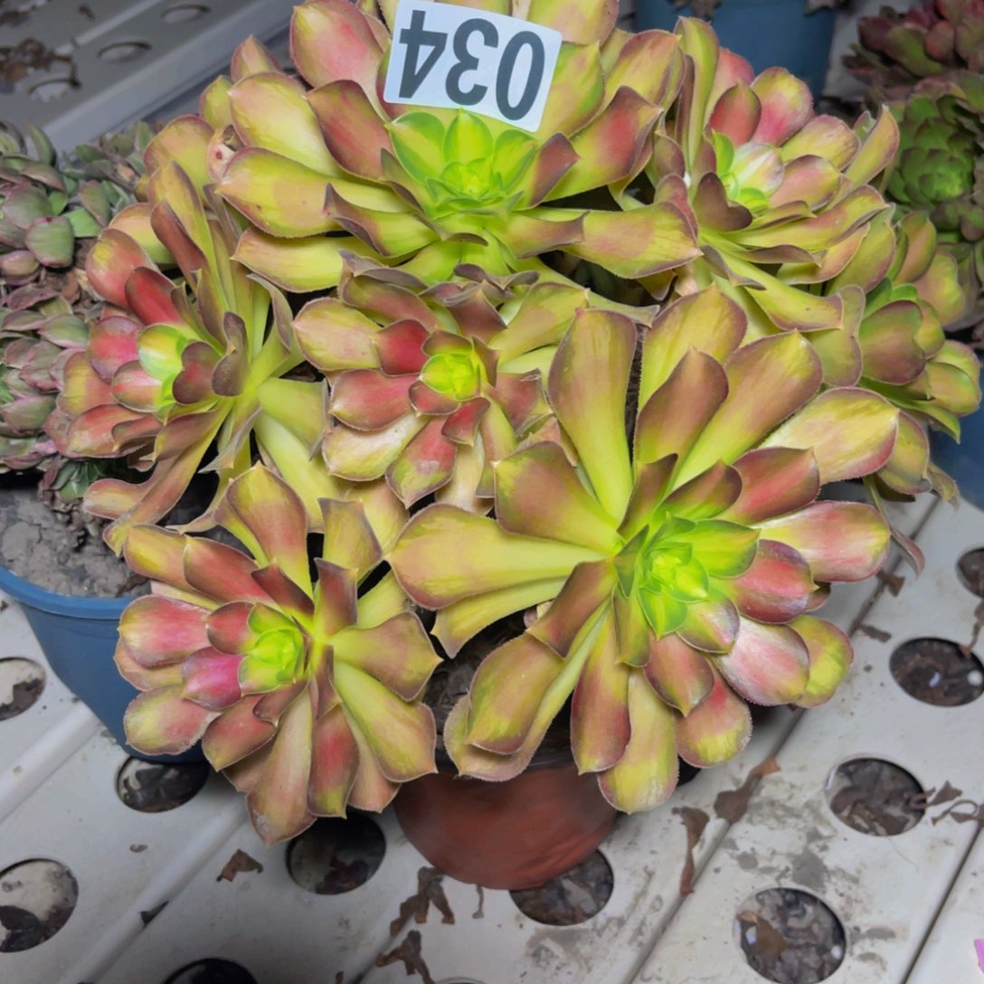 韶华法师7//////22包邮