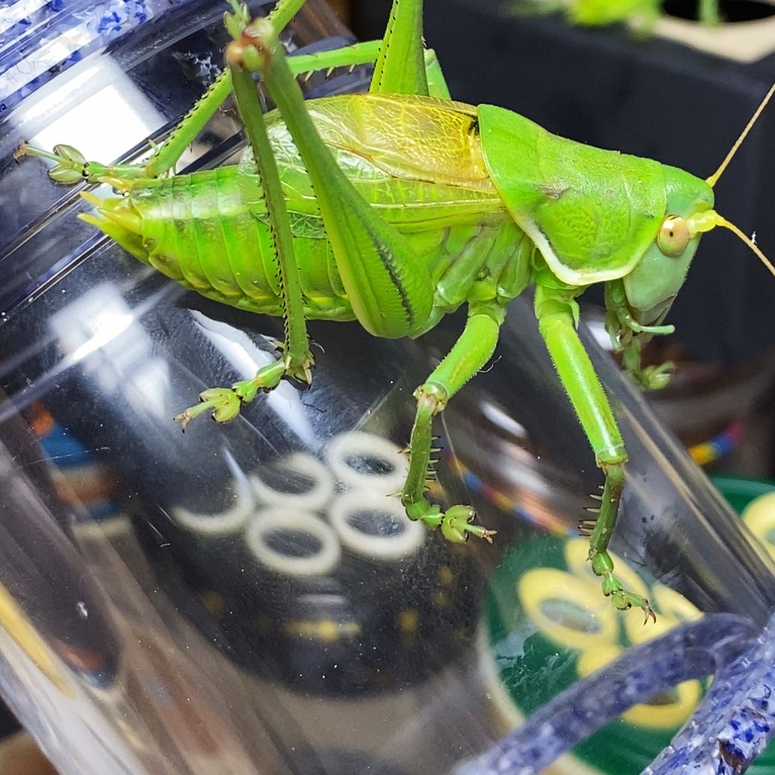 绿蝈蝈2只哈哈哈哈哈哈