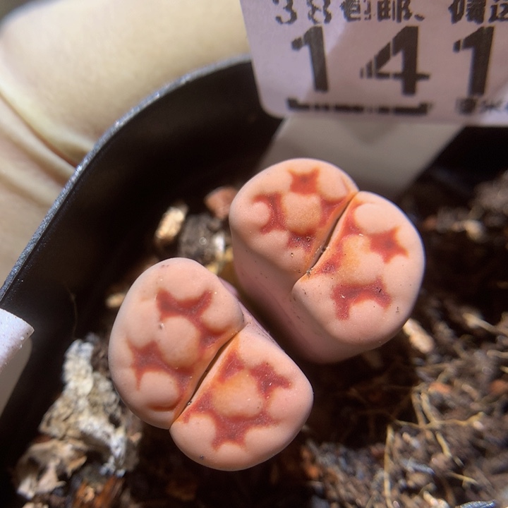 zzzz我的小可爱们1417