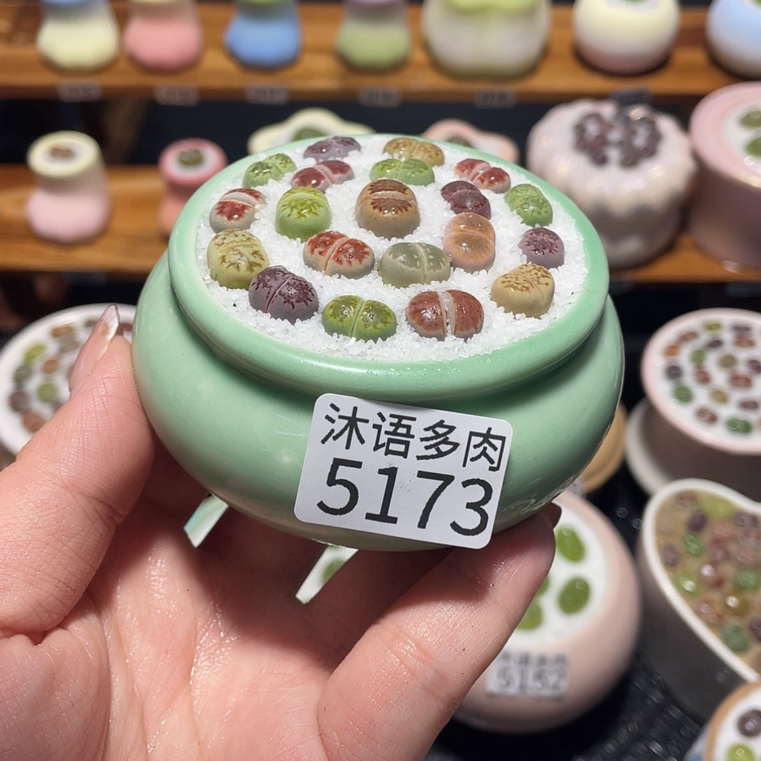 带盆土植物 一物一拍5173