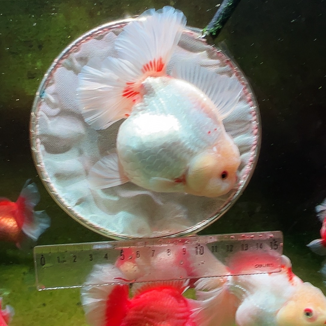 金鱼冷水金鱼百褶泰狮