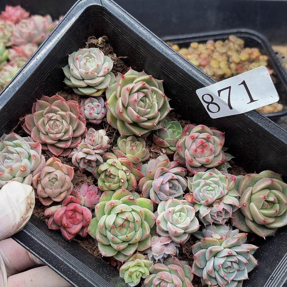 多肉植物多肉植物871