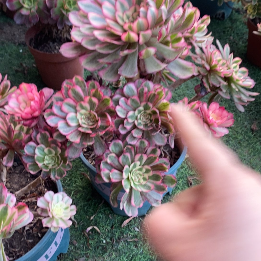 不开花植物白月光1颗多多肉