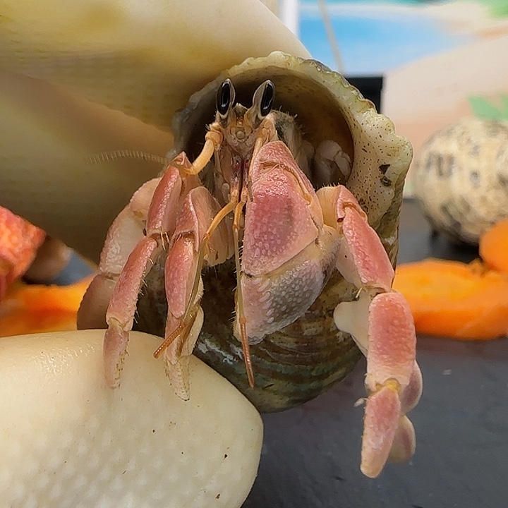 A29粉色灰白1.5cm口径