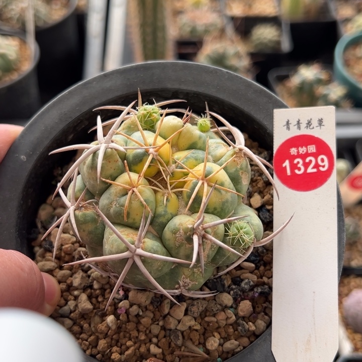 有疤象牙锦一棵仙人球66588