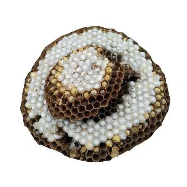 贵州特产新鲜蜂蛹马蜂蛹鲜活幼虫树蜂蛹山蜂蛹幼仔蜂蛹蜂窝1斤装