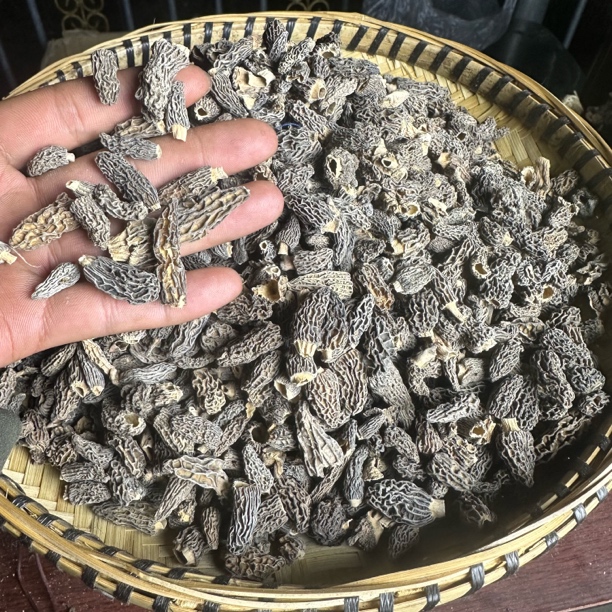 羊肚菌西藏高原羊肚菌