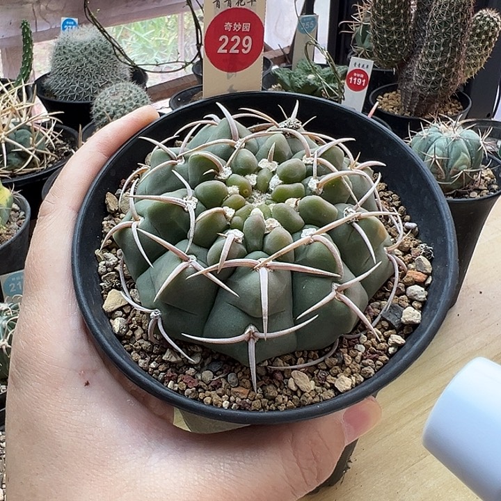实生老三刺玉7.6cm