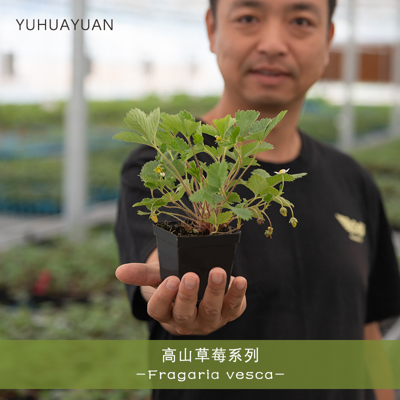 【手艺人飞羽】高山草莓林地草莓原始种传家宝草莓金菠萝帕多瓦