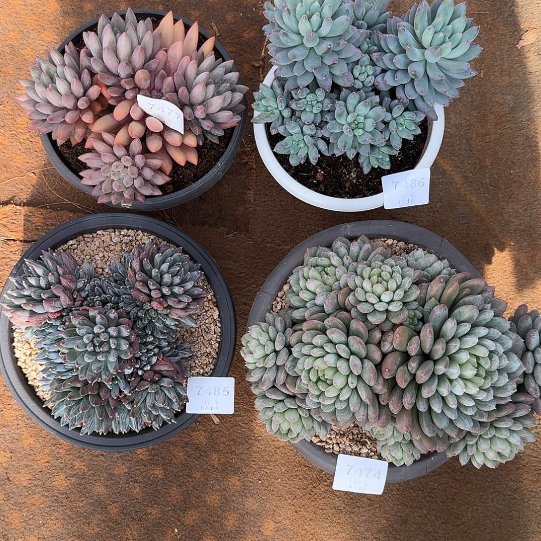 丫***诵7477玻璃球 7485胖体炫彩星 7486星月菩提 7474百达翡翠