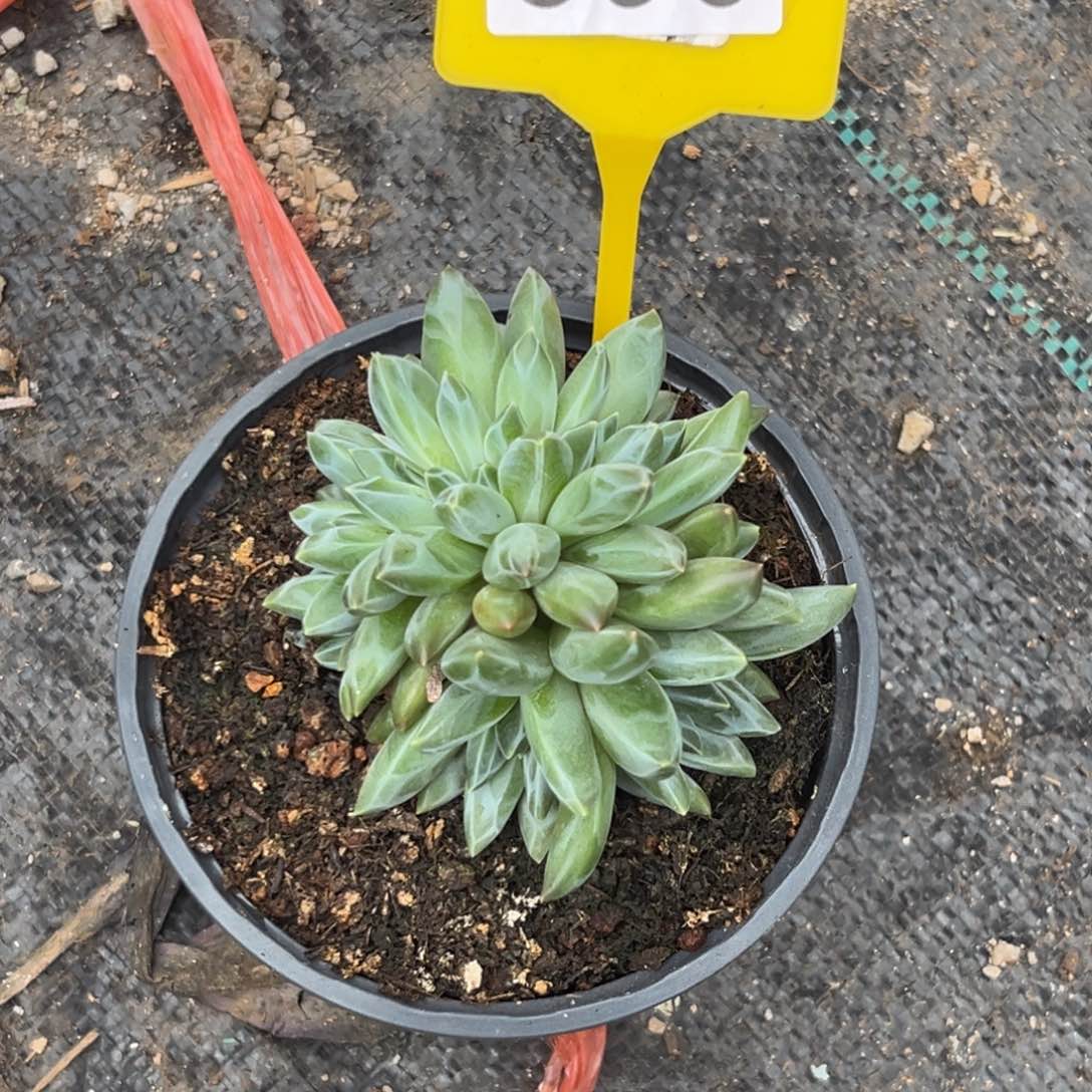 袁*多肉植物暗纹美人美人缀化590