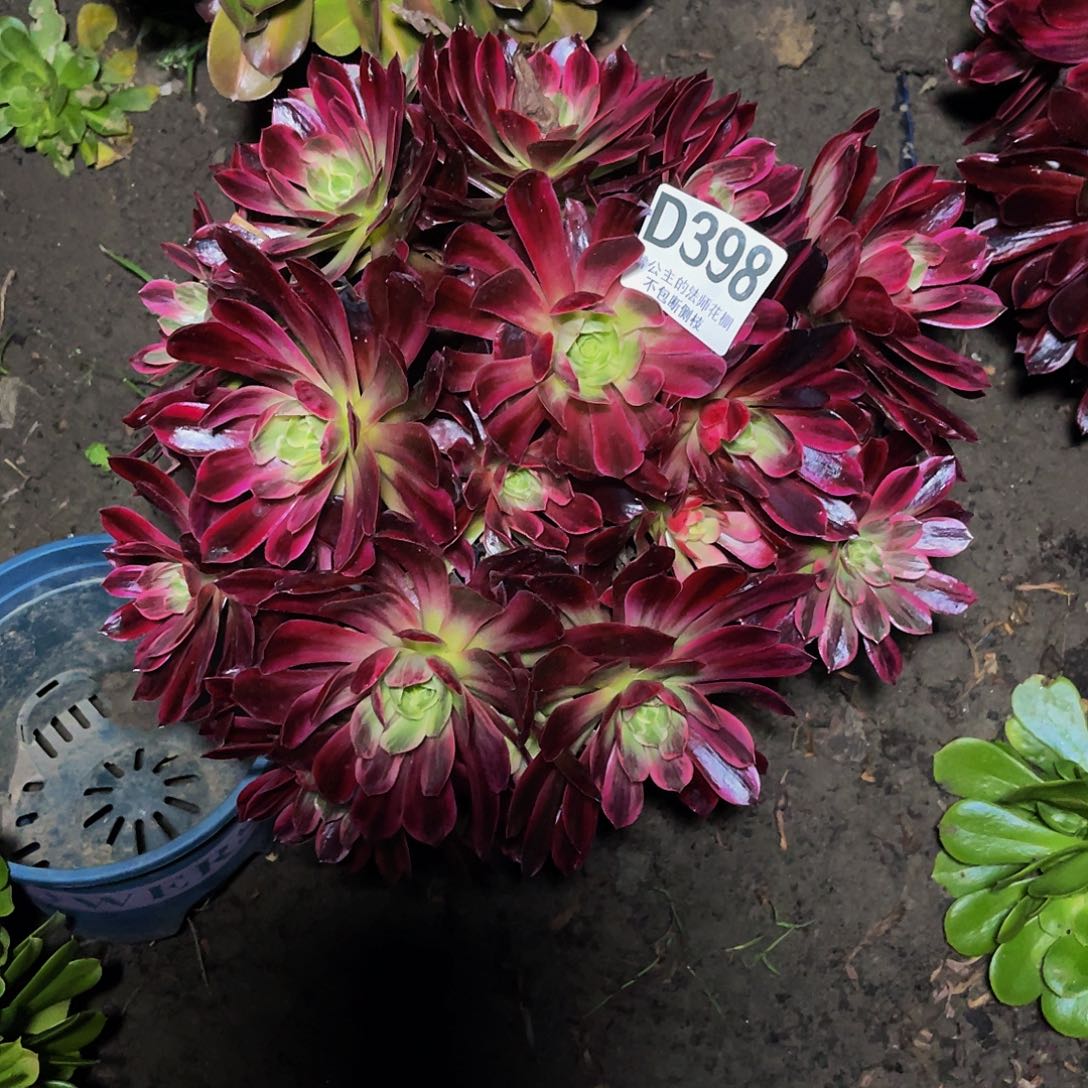 法师法师13/34包邮法师