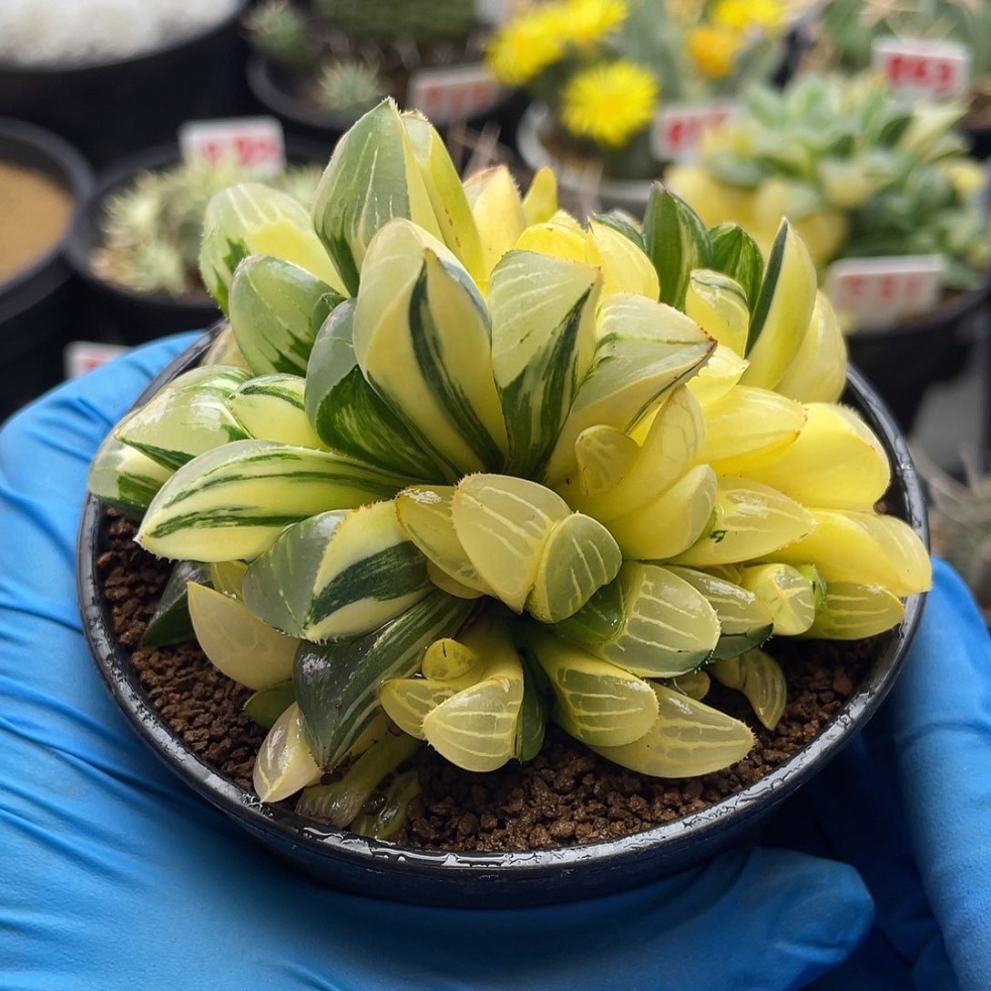 实生拉丝姬寿锦仙人球