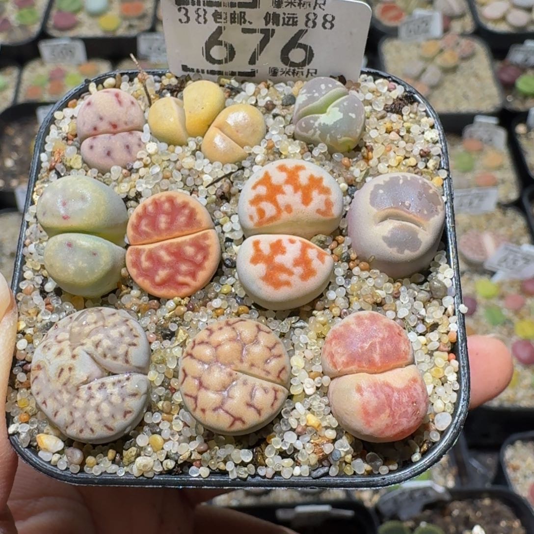 Ssss精品生石花676怪