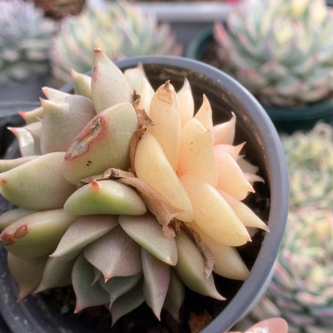 093贝加尔湖锦锦锦锦锦锦