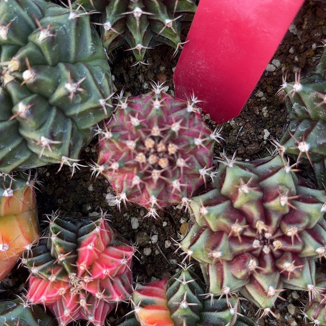 大***恋L870-1024泰国发货