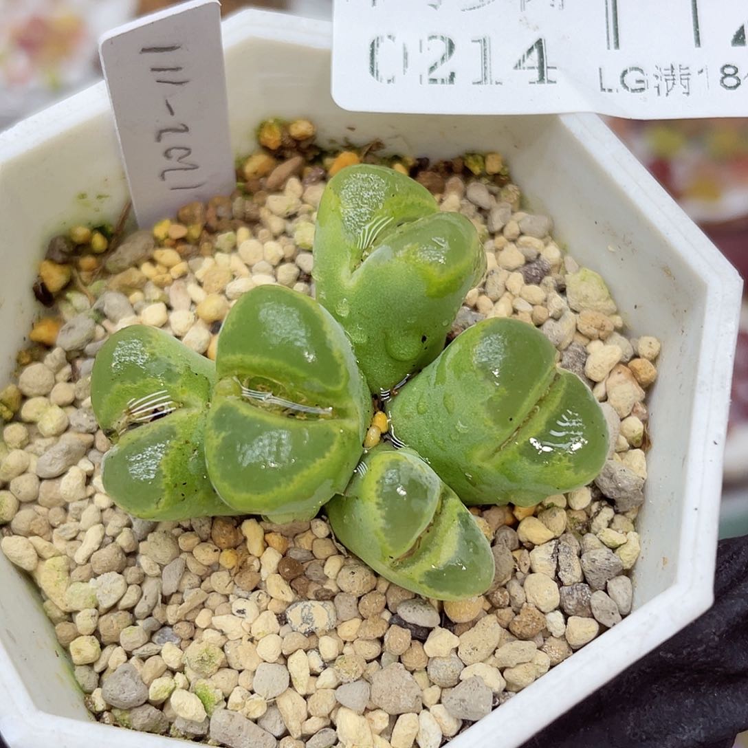 生石花满18包邮14-112