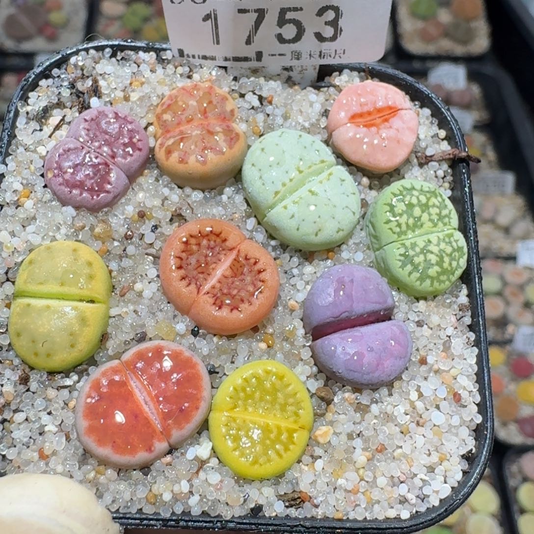 zzz生石花肉锥1753