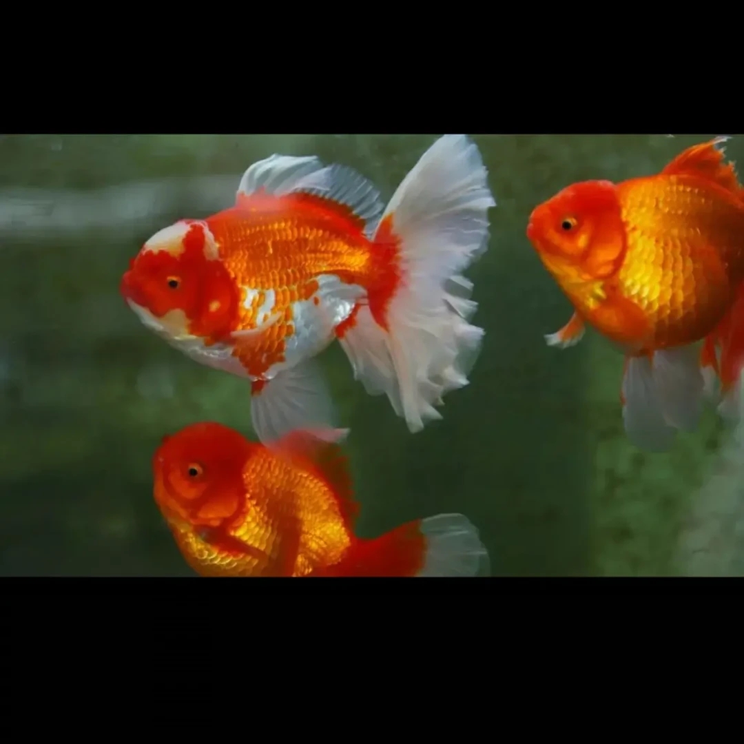 好养耐活冷水淡水金鱼活体观赏鱼品种混搭尺寸多样