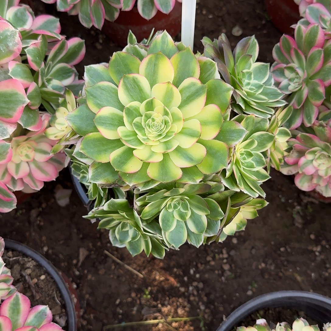 4109海仙多肉法师多肉