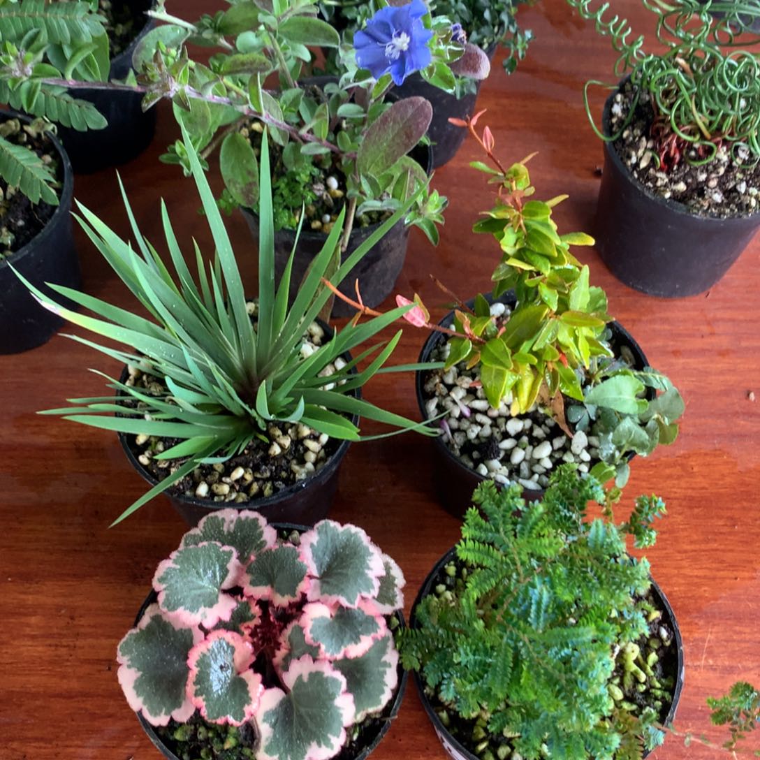 当前无花栽培后可以开花