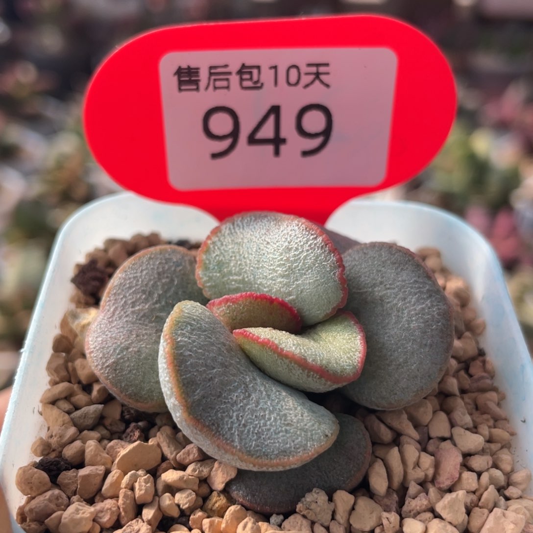       10号磨砂蛋。 949。 