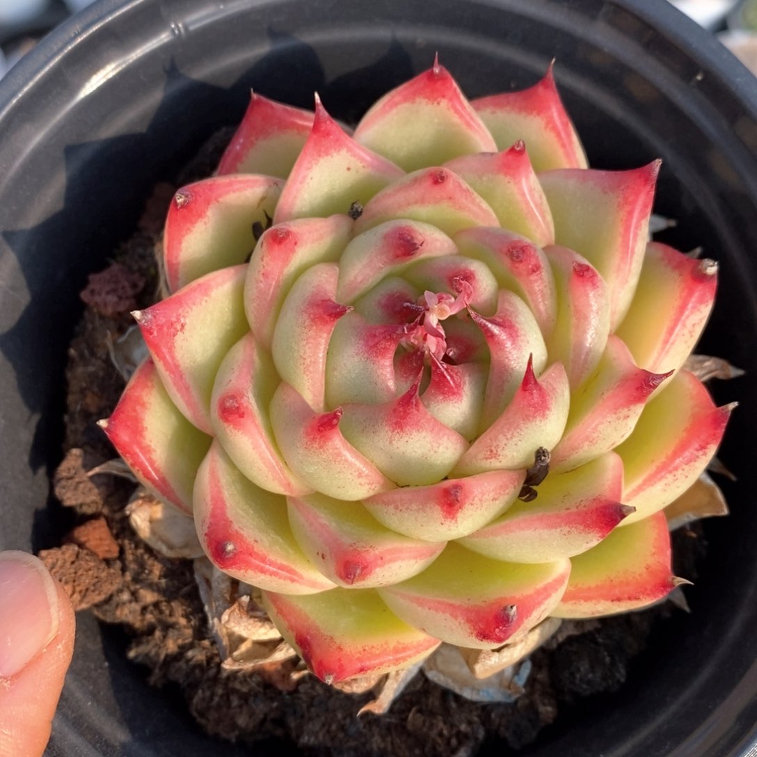 精品多肉一物一拍10