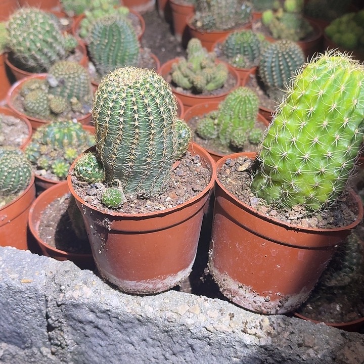 佩***玉无花朵丽花哈哈哈哈哈哈哈哈