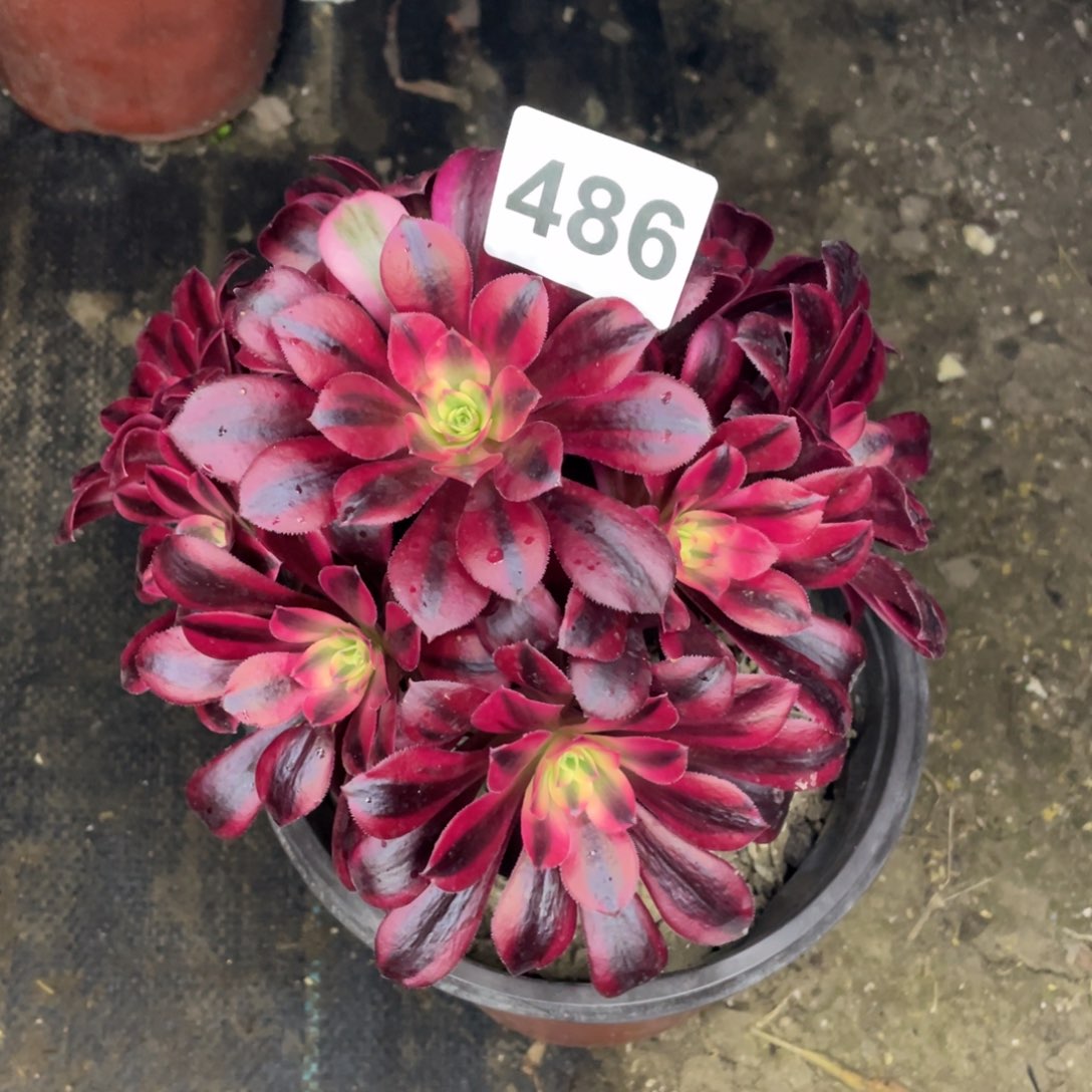 486号美杜莎老庄子有砍过头