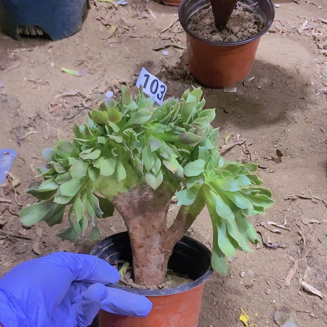 103玫瑰法师缀老板子法师