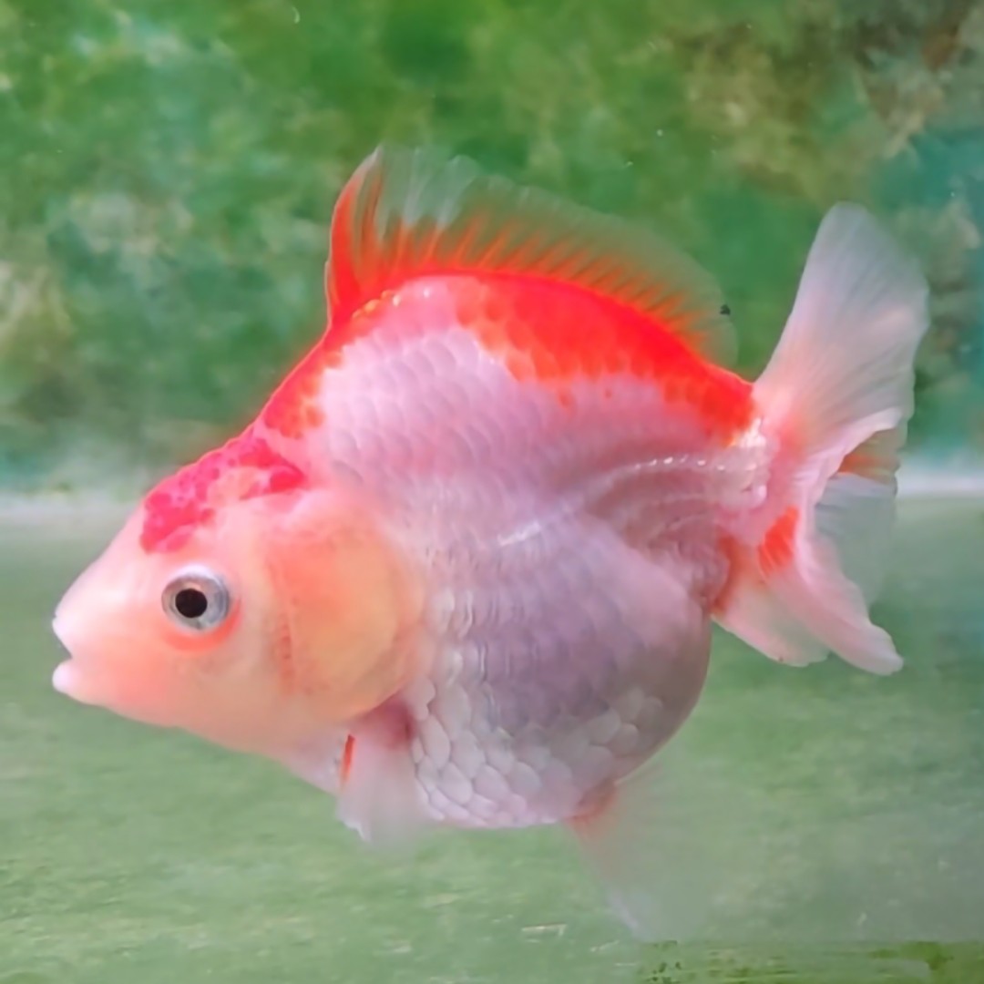 原泰bp红白f1泰狮金鱼留养级马印灯效果签收后录开箱视频售后