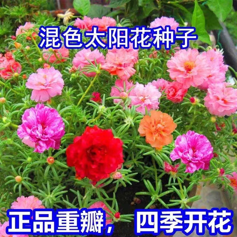 重瓣太阳花种子四季开花易活室内外阳台庭院花海花园花籽花卉种子